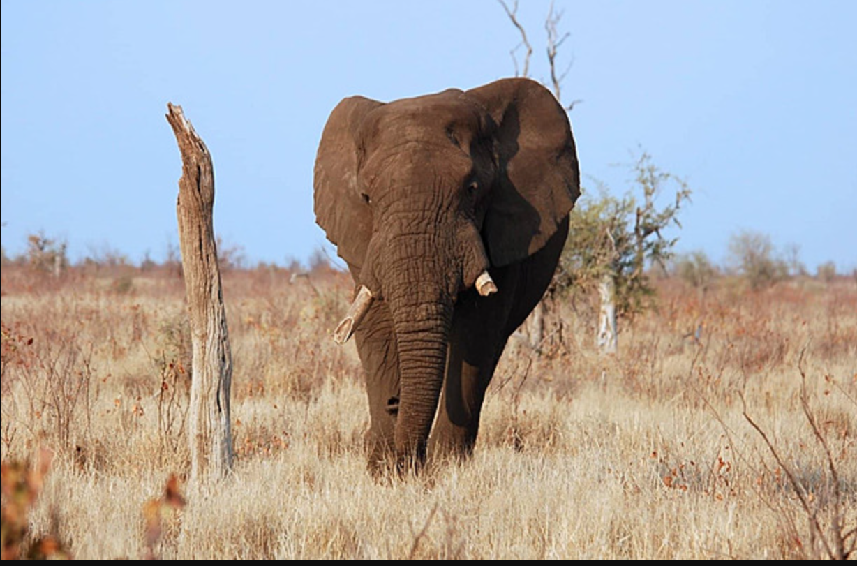 Gajah Afrika