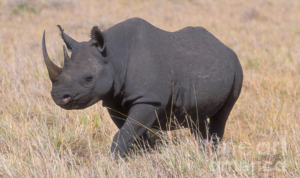 Badak Hitam Afrika