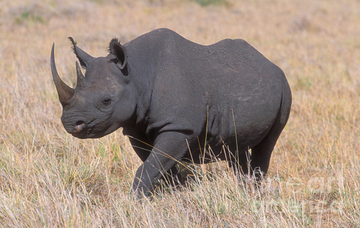 Badak Hitam Afrika