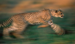 cheetah africa