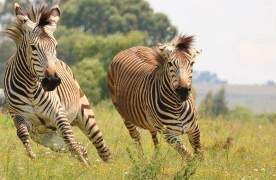 pola garis zebra