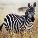 pola garis zebra