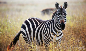 pola garis zebra