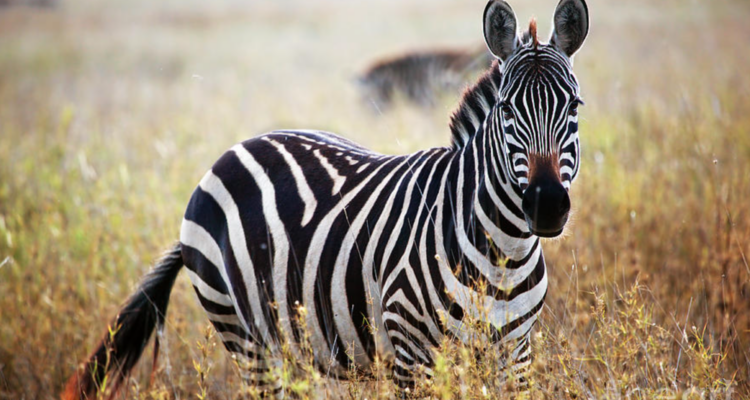 pola garis zebra