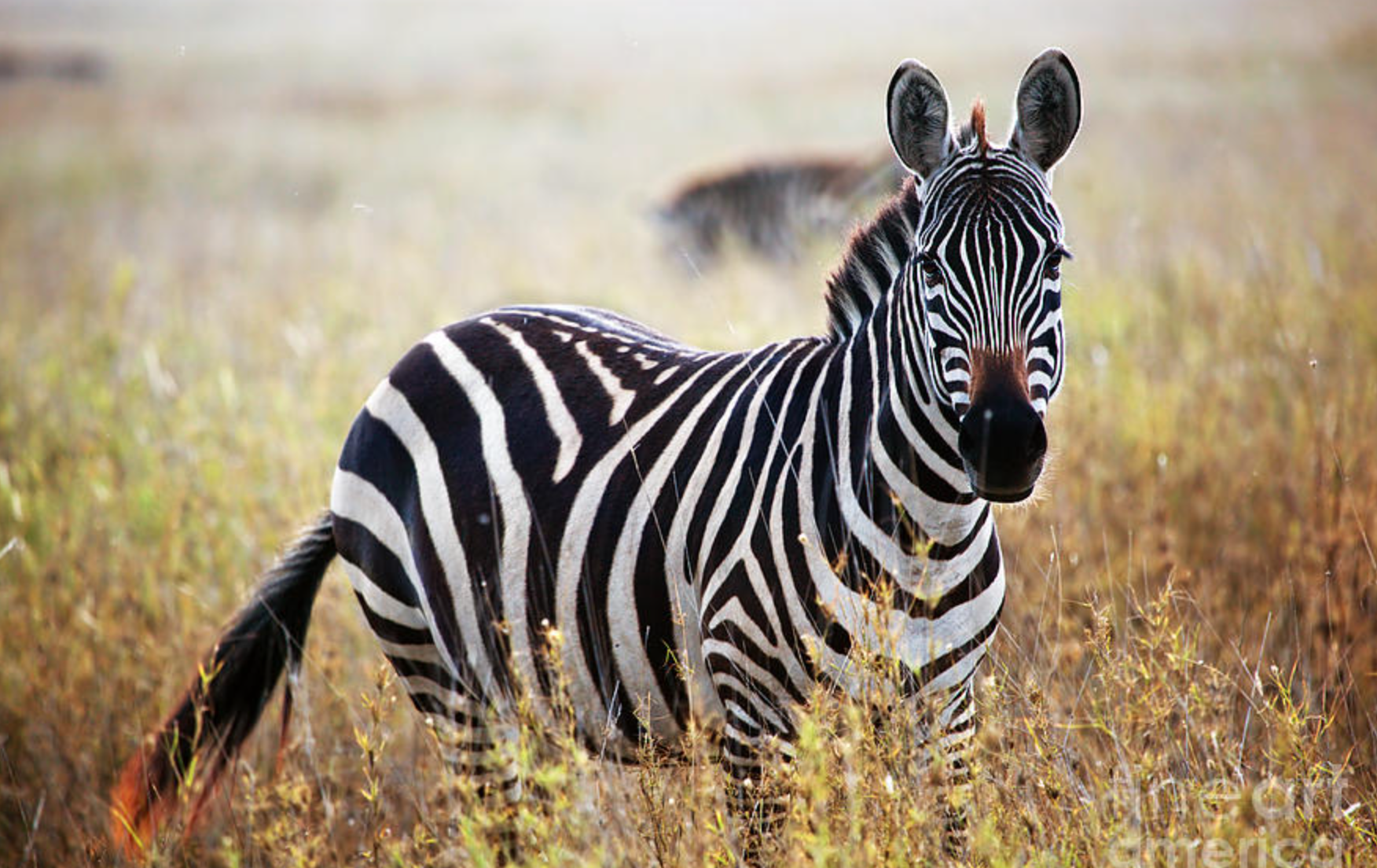 pola garis zebra