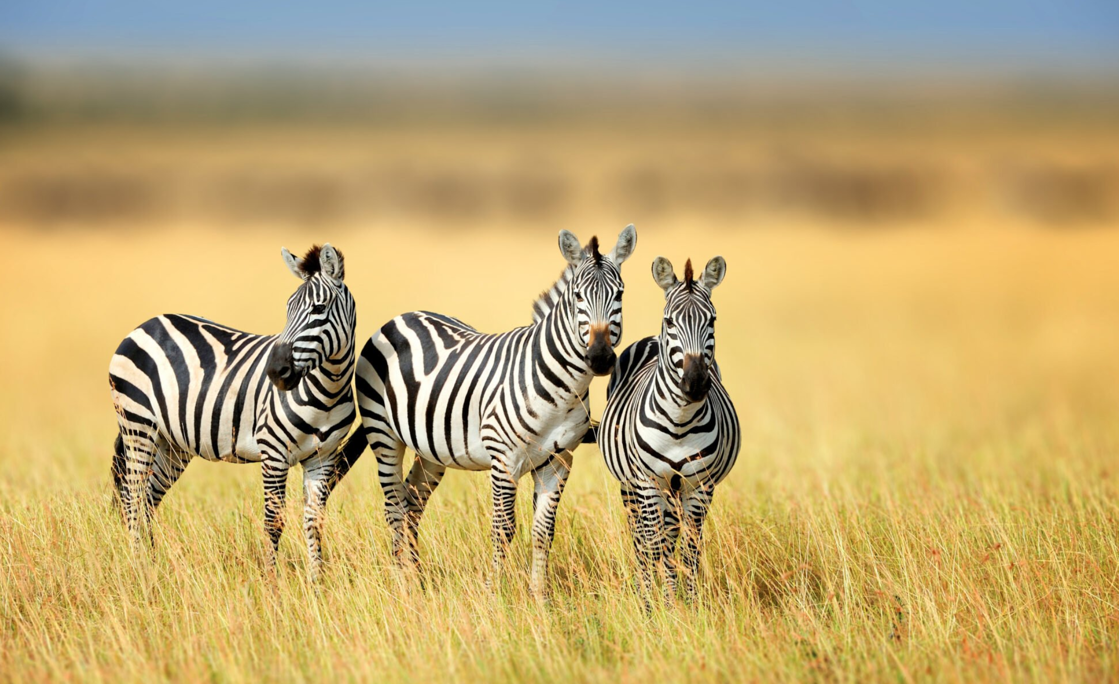 pola garis zebra