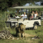 Wisata Safari Afrika