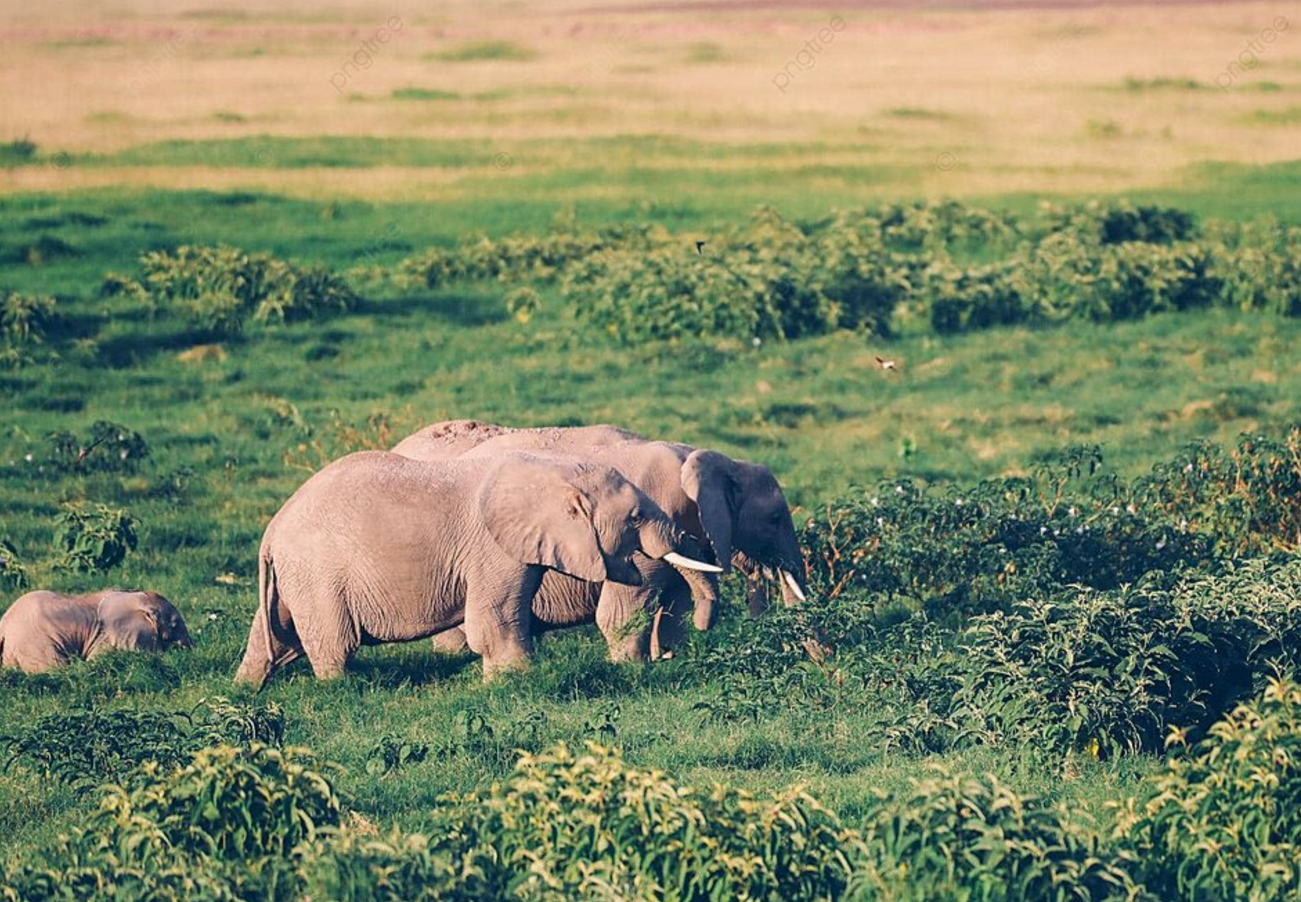 Konservasi Gajah di Taman Nasional Amboseli