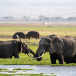 Konservasi Gajah di Taman Nasional Amboseli