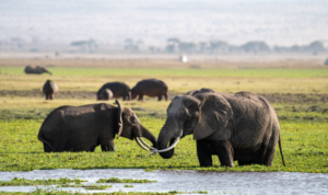 Konservasi Gajah di Taman Nasional Amboseli