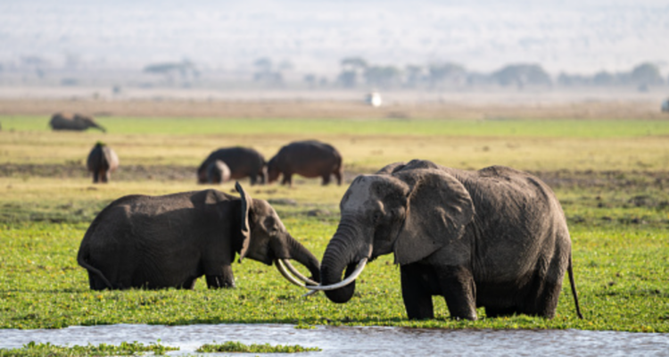 Konservasi Gajah di Taman Nasional Amboseli