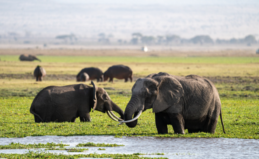 Konservasi Gajah di Taman Nasional Amboseli