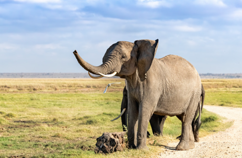 Konservasi Gajah di Taman Nasional Amboseli