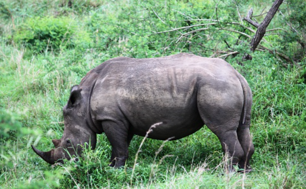 Program Reintroduksi Badak di Afrika Selatan