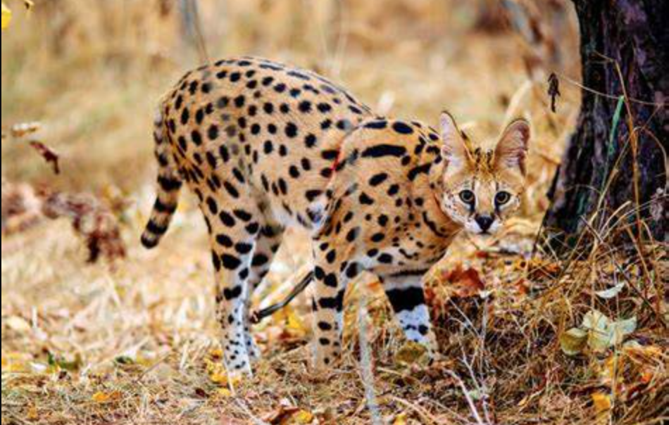 Serval Kucing Liar Afrika