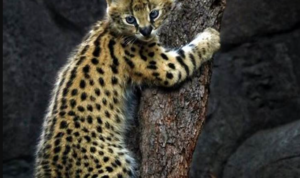 Serval Kucing Liar Afrika