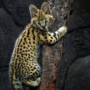 Serval Kucing Liar Afrika