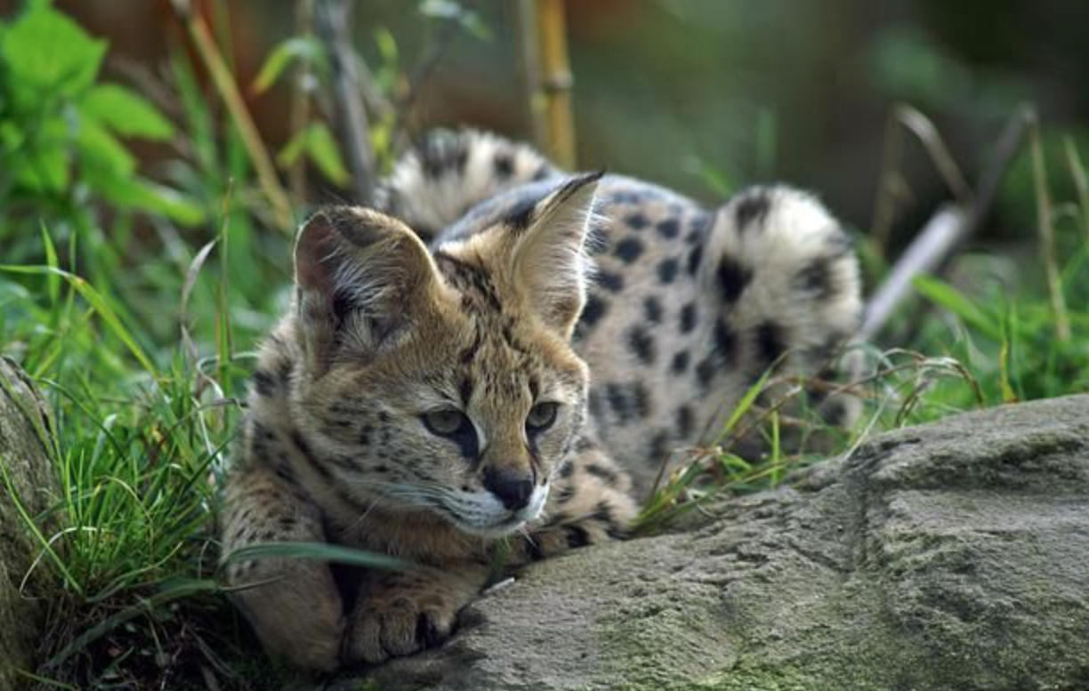 Serval Kucing Liar Afrika