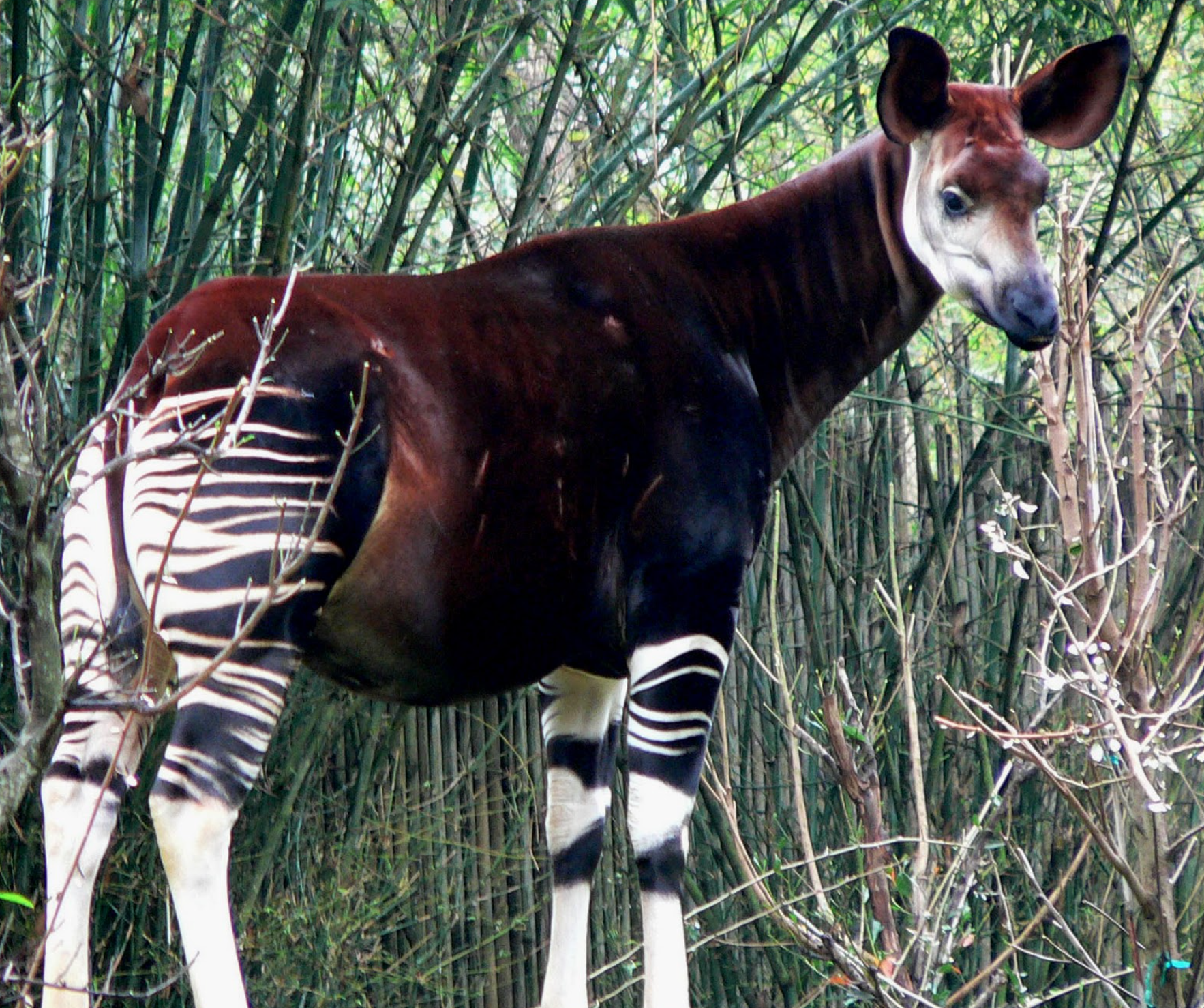 Okapi Kerabat Dekat Jerapah