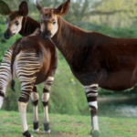 Okapi Kerabat Dekat Jerapah