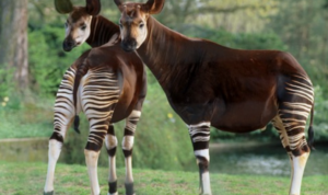 Okapi Kerabat Dekat Jerapah