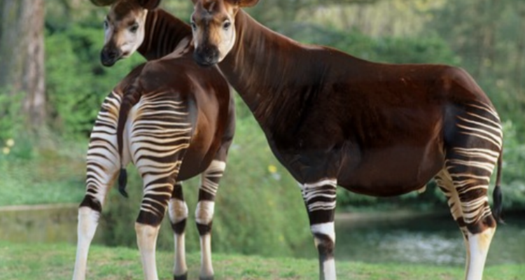 Okapi Kerabat Dekat Jerapah