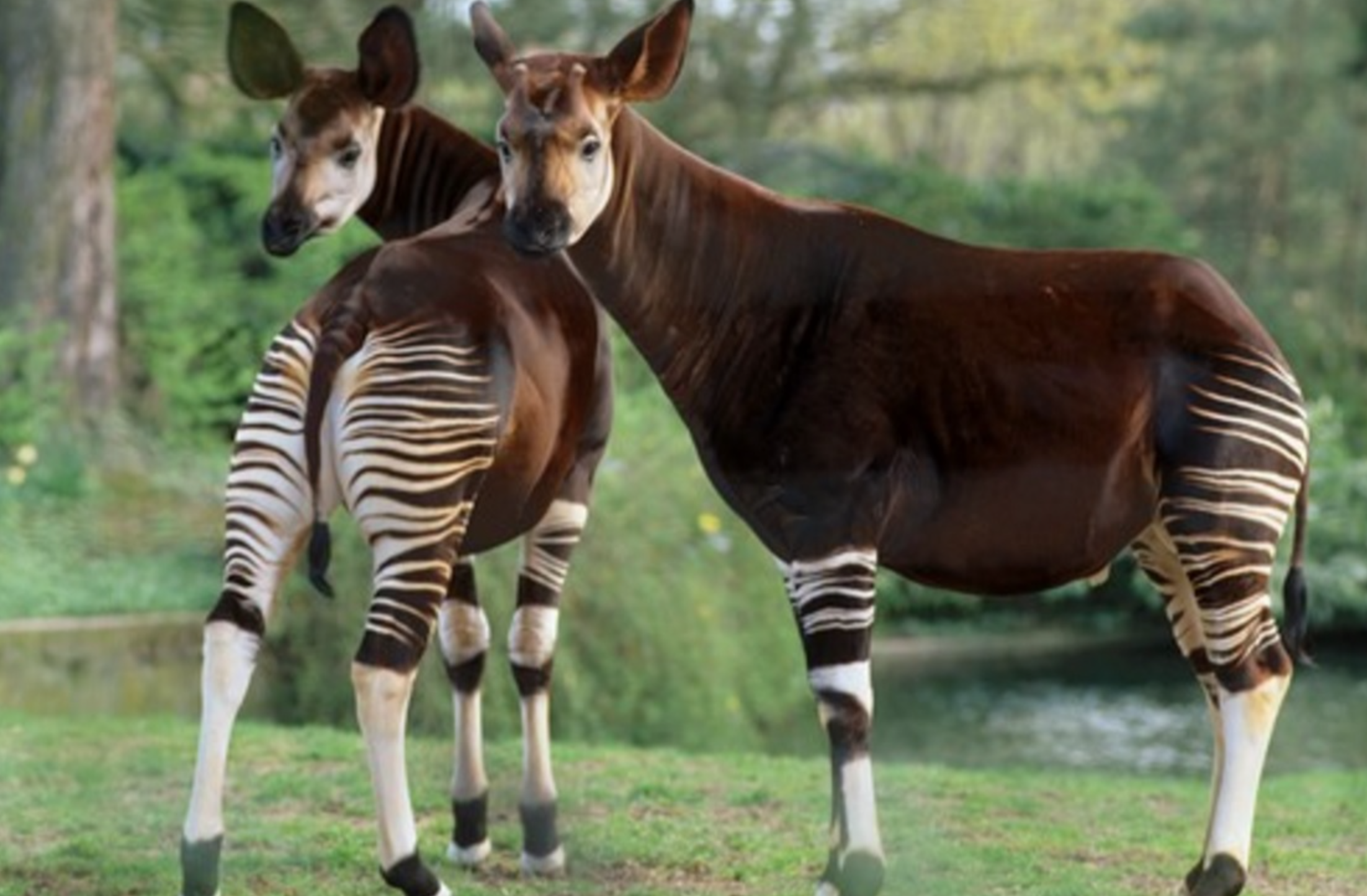 Okapi Kerabat Dekat Jerapah