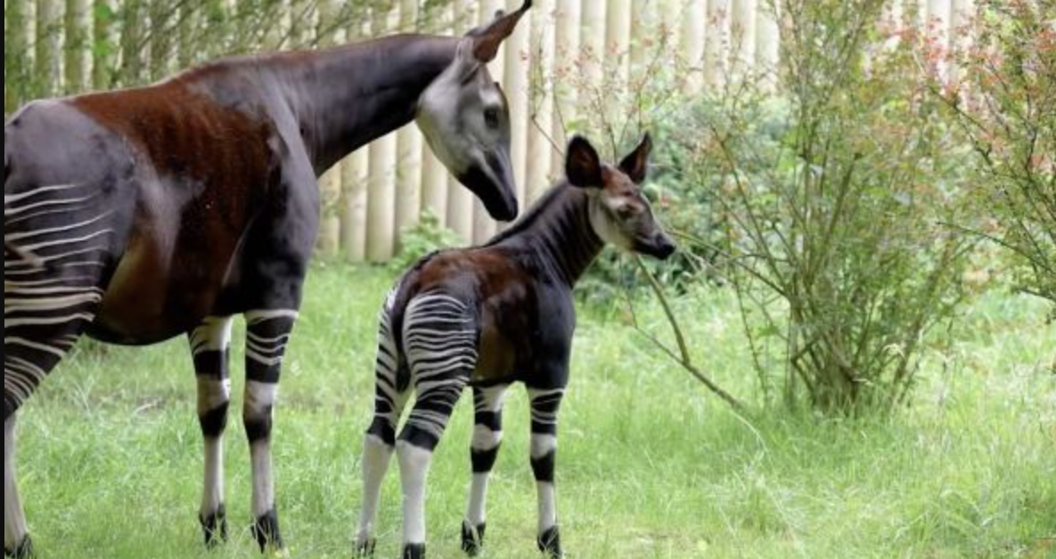 Okapi Kerabat Dekat Jerapah