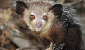 Aye-Aye Primata