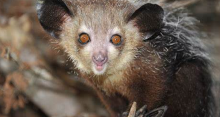 Aye-Aye Primata