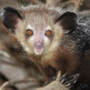 Aye-Aye Primata