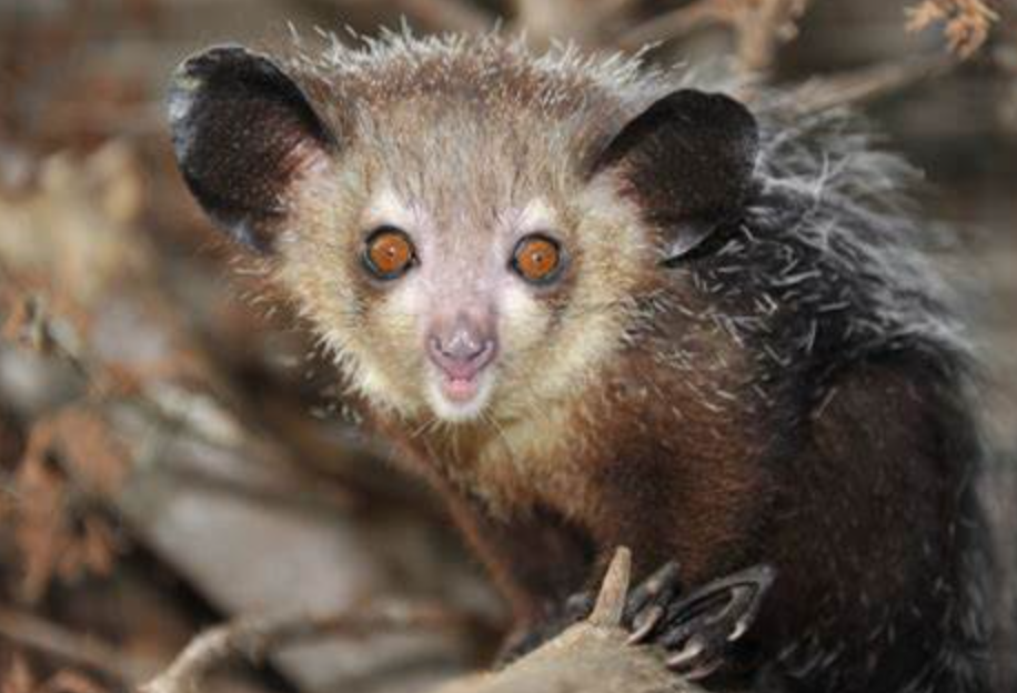 Aye-Aye Primata