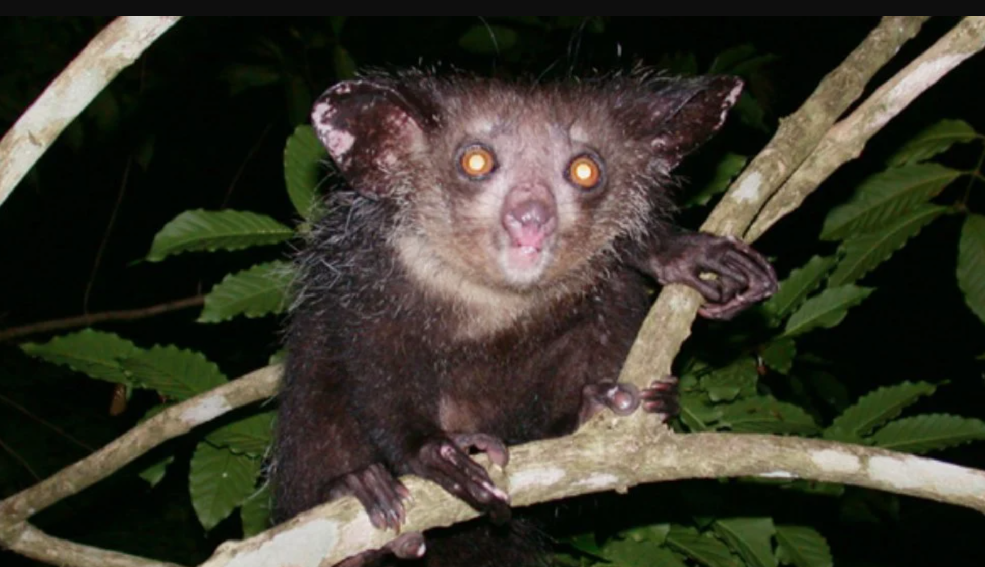 Aye-Aye Primata