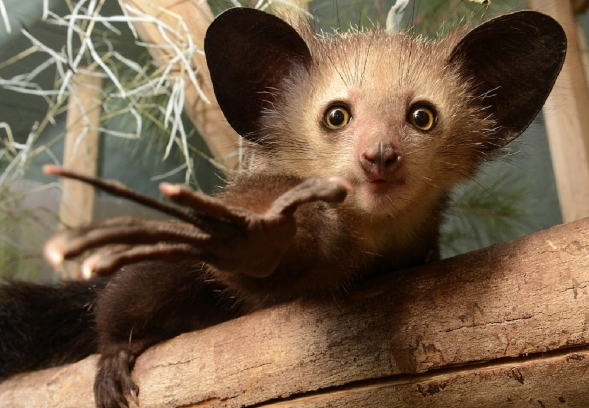 Aye-Aye Primata